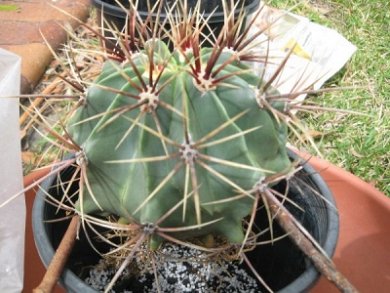 Ferocactus Hystrix