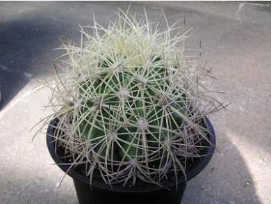 Ferocactus Johnstonianus