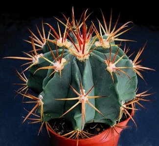 Ferocactus Latispinus v. Spiralis