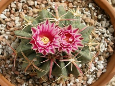 Ferocactus Macrodiscus