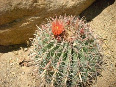 Ferocactus Peninsulae v. Townsendianus