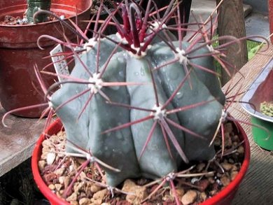 Ferocactus Peninsulae