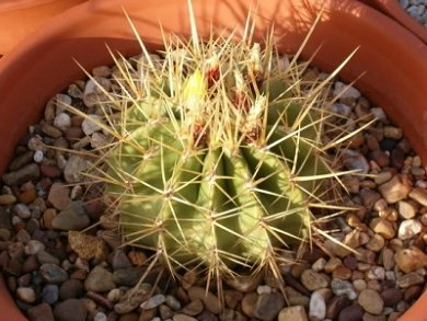 Ferocactus Reppenhagenii