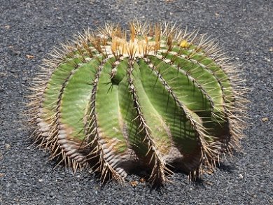 Ferocactus Schwarzii