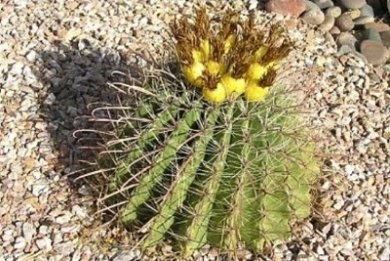Ferocactus Wislizenii