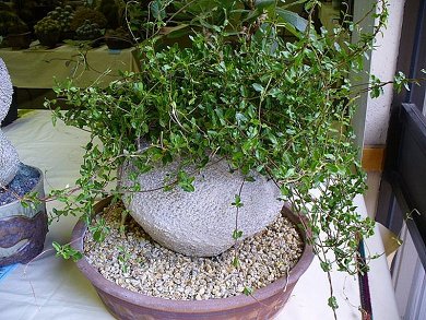 Fockea Edulis