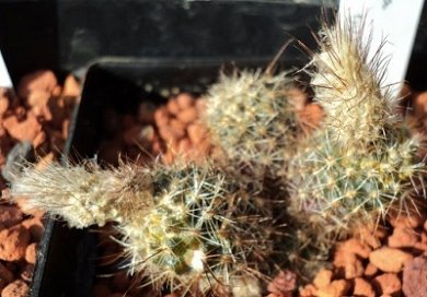 Frailea Alacriportana