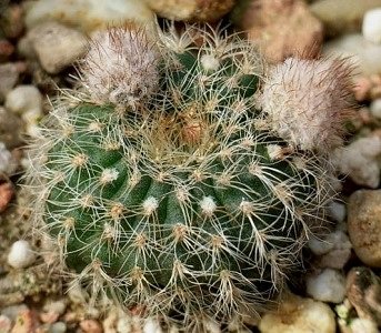 Frailea Curvispina