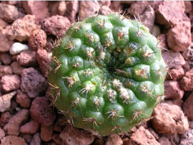 Frailea Pigmaea