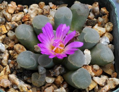 Frithia Pulchra