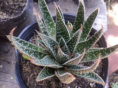 Gasteraloe