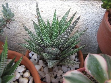 Gasterhaworthia