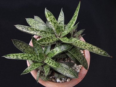 Gasteria Bicolor