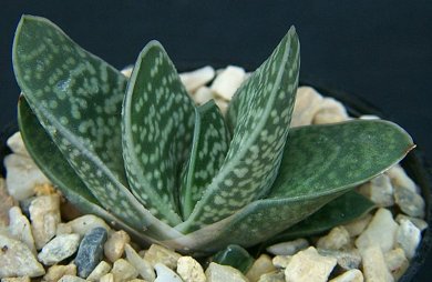 Gasteria Ernesti-Ruschi
