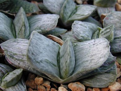 Gasteria Gracilis