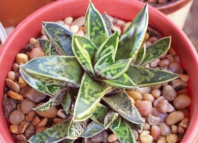 Gasteria Liliputana