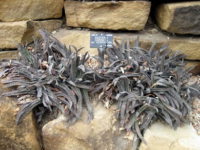 Gasteria Verrucosa