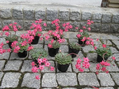 Graptopetalum Bellum