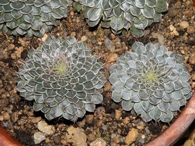 Graptopetalum Filiferum