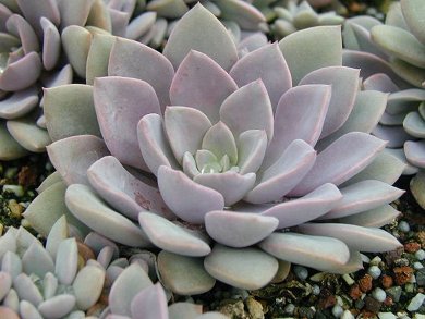 Graptoveria Debbie