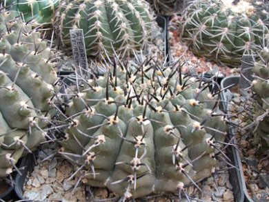Gymnocalysium Azureum