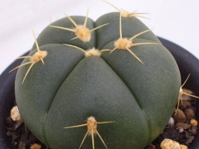 Gymnocalysium Beunekeri
