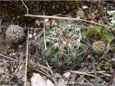 Gymnocalysium Calochlorum