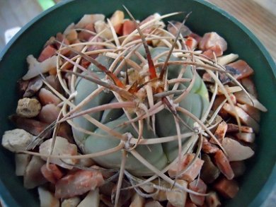 Gymnocalysium Cardenasianum