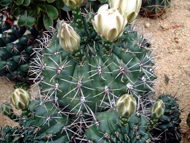 Gymnocalysium Gibbosum