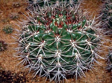 Gymnocalysium Horridispinum