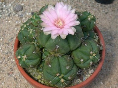 Gymnocalysium Horstii