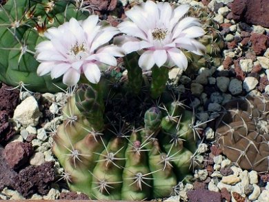 Gymnocalysium Pungens