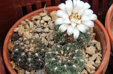 Gymnocalysium Quehlianum