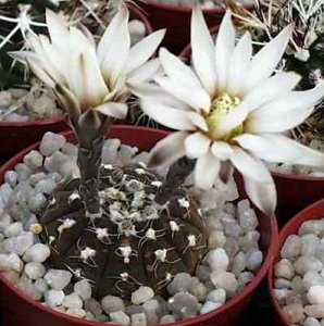 Gymnocalysium Ragonesii