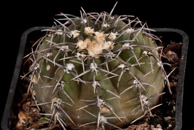 Gymnocalysium Stellatum