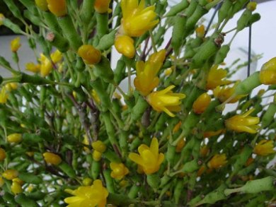 Hatiora Salicornioides