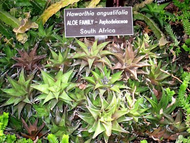 Haworthia Angustifolia