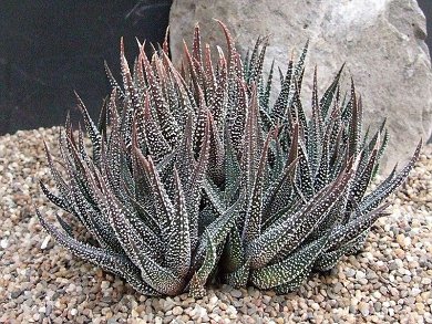 Haworthia Attenuata