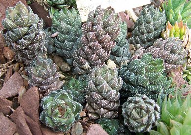 Haworthia Coarctata