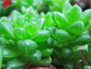 Haworthia Cymbiformis