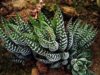 Haworthia Fasciata