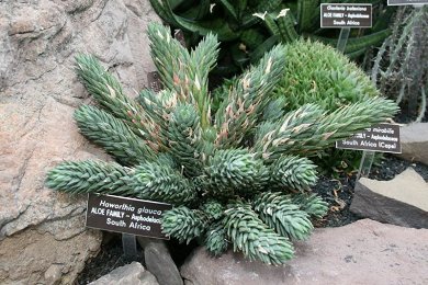 Haworthia Glauca