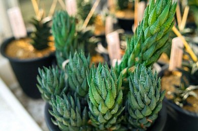 Haworthia Jacobseniana