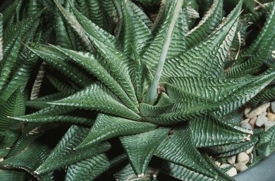 Haworthia Limifolia