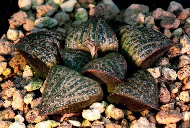 Haworthia Magnifica