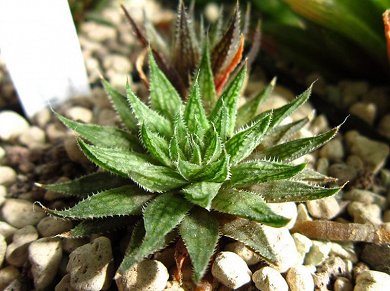 Haworthia Marumiana