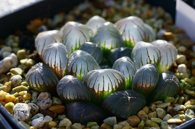 Haworthia Obtusa