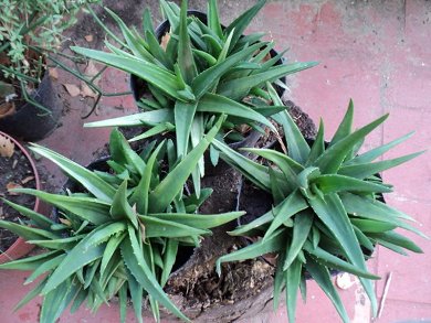 Haworthia Pentagona