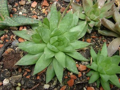 Haworthia Planifolia