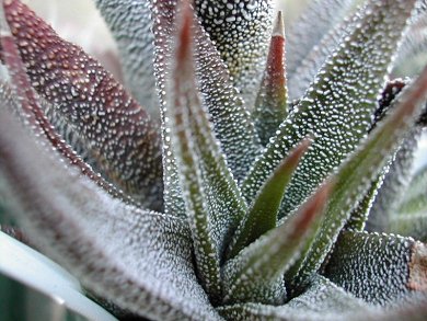 Haworthia Radula